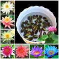 Lotus Flower Hybrid Japanese Lotus Flower Seeds | (Pack of 20 Seeds) High-Germination Lotus Seeds | Mixed Colors Home Garden, Pond, Tub & Water Bowl